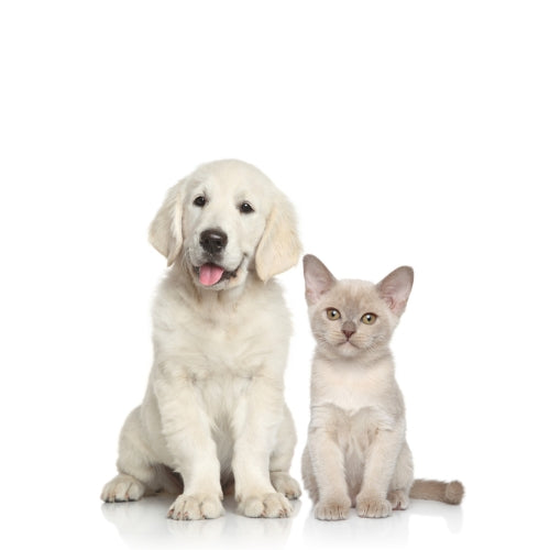 PET SUPPLIES